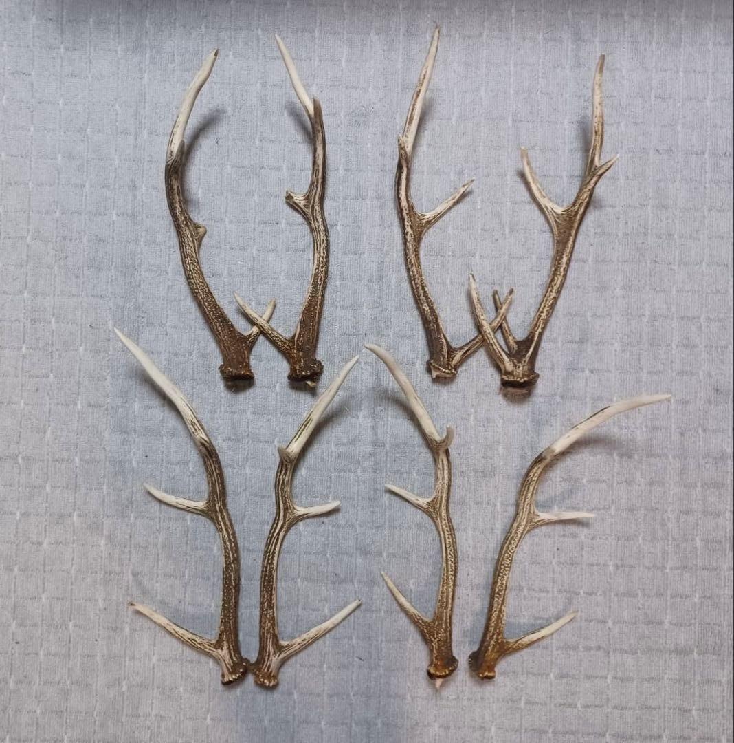 エゾ鹿のツノ　20本
