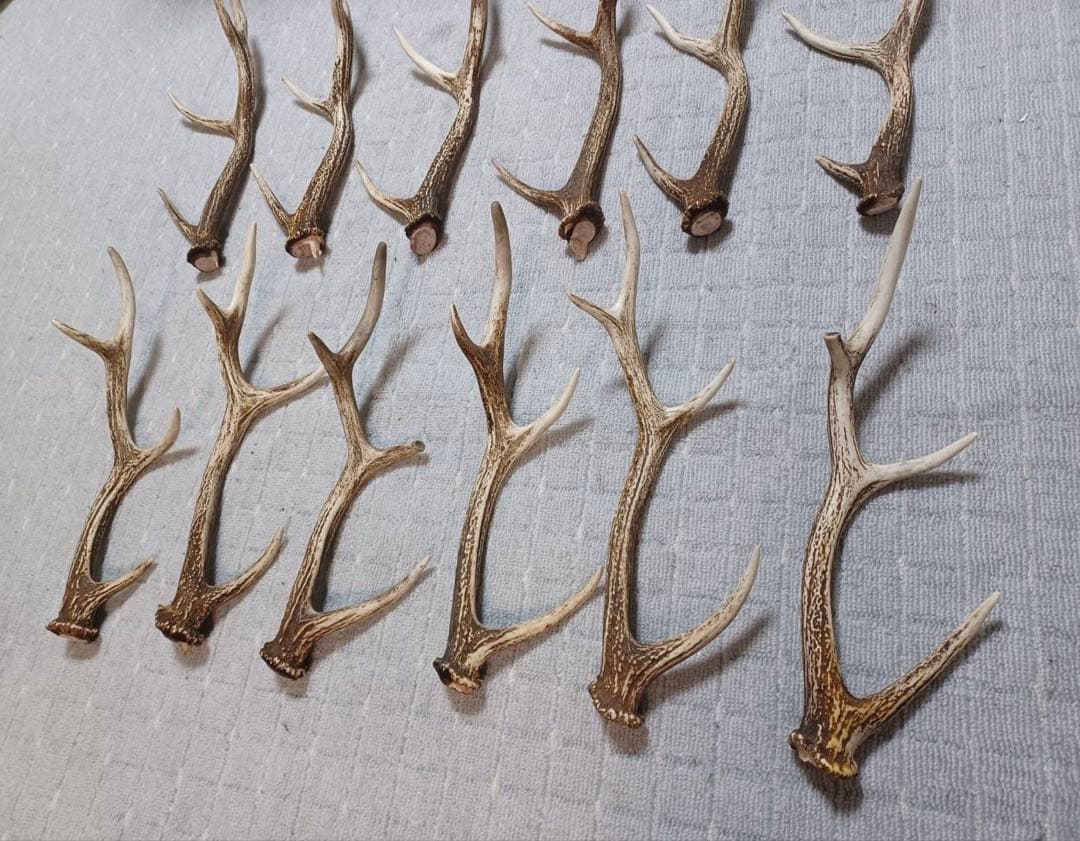 エゾ鹿のツノ　20本