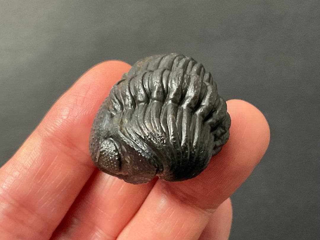 三葉虫 化石 [PH68] ペディノパリオプス 防御態勢 防御姿勢 エンロール