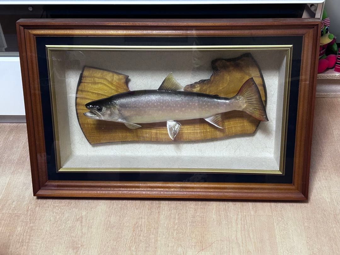 魚類剥製用の額縁　剥製　額装