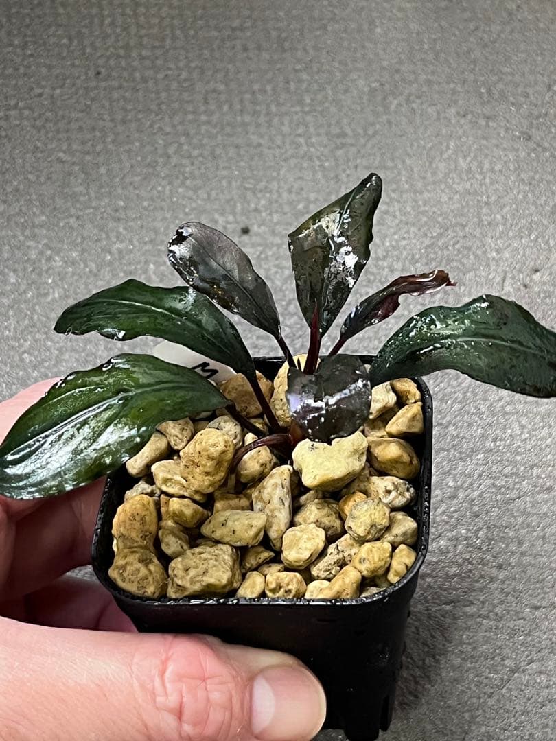 Bucephalandra sp. llic dark red【水の国】