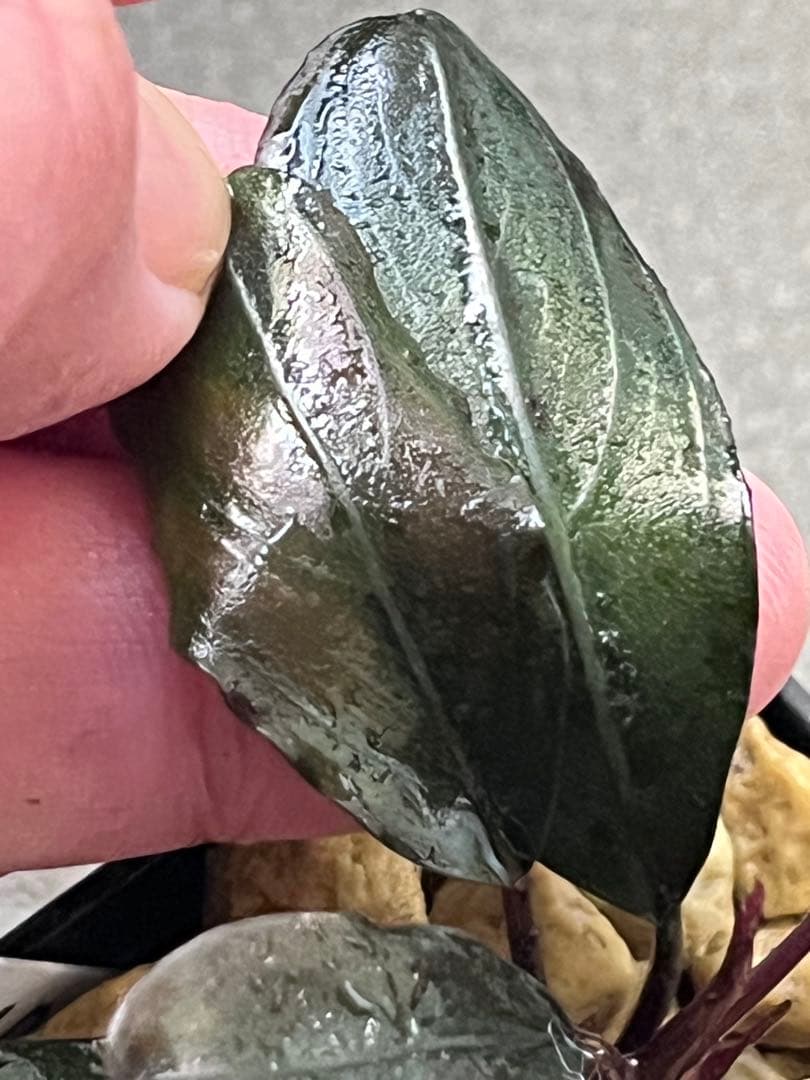 Bucephalandra sp. llic dark red【水の国】