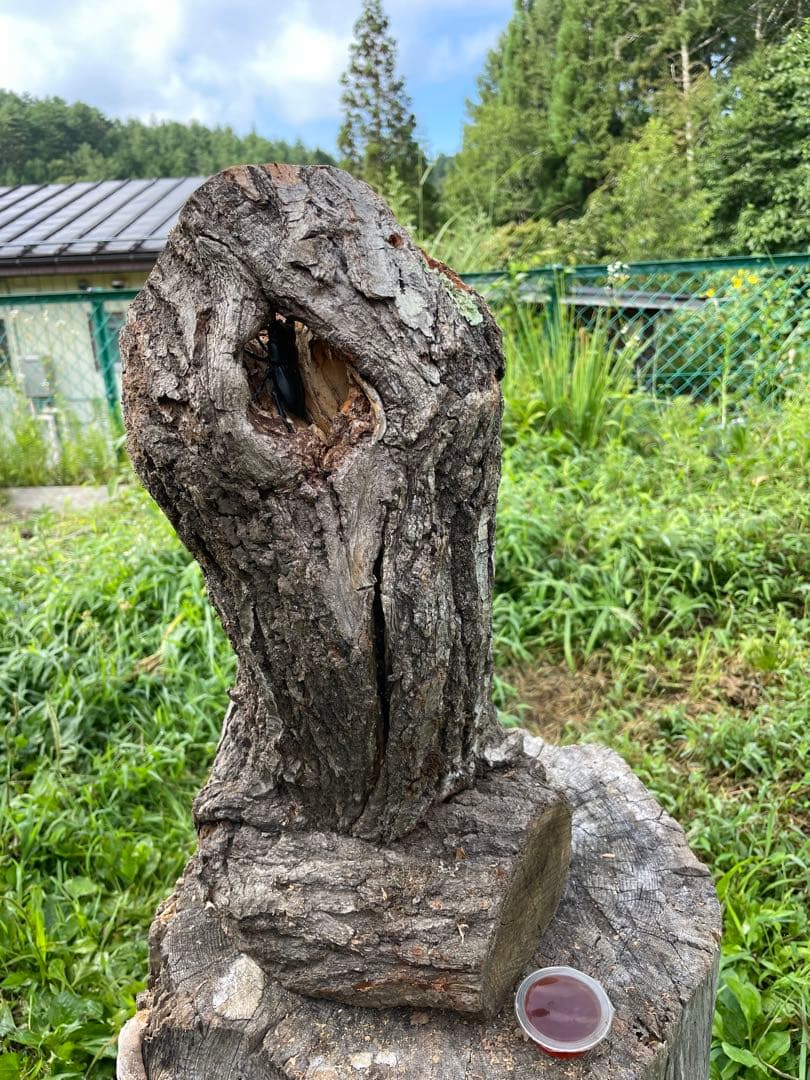 クワリウム　シェルター　登り木　エサ台　特大サイズ