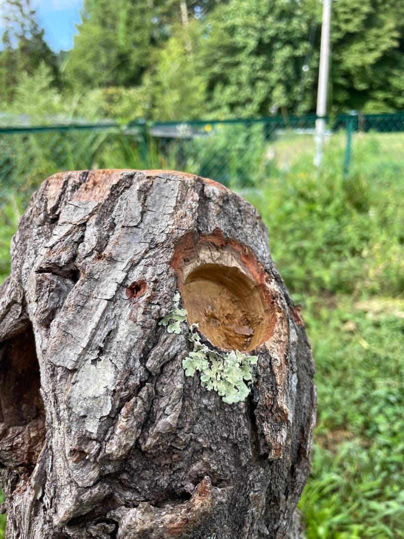 クワリウム　シェルター　登り木　エサ台　特大サイズ