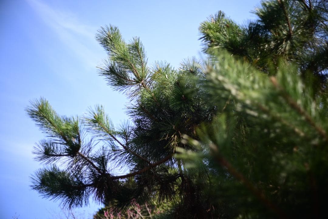 レンズ(単焦点) Leica Summicron-C 40mm F2 1974