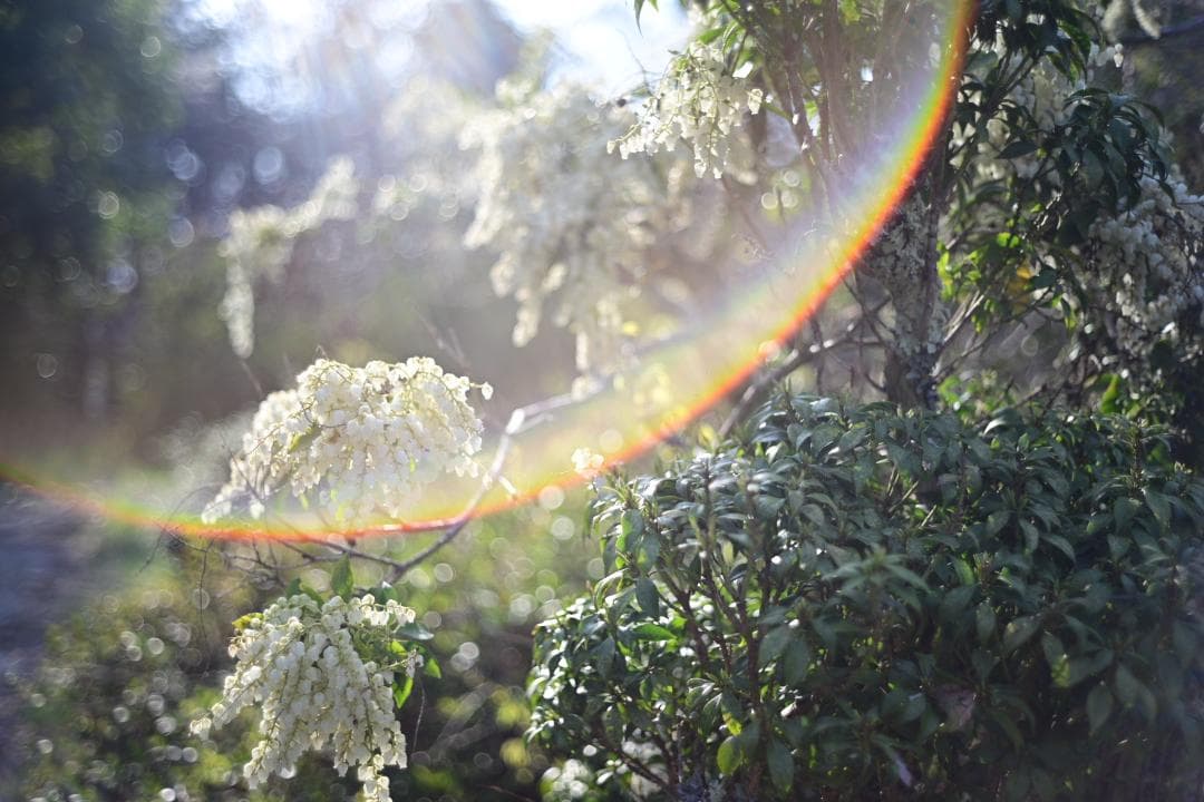 レンズ(単焦点) Leica Summicron-C 40mm F2 1974