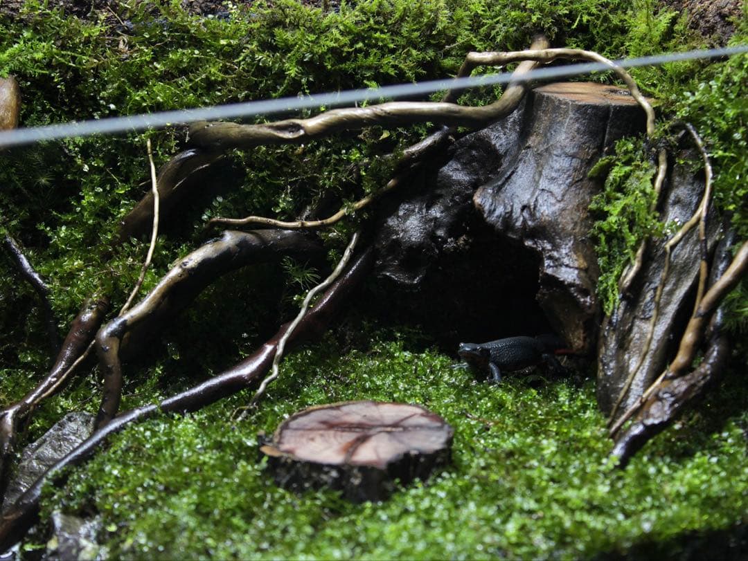 凛1.11　アクアテラリウム