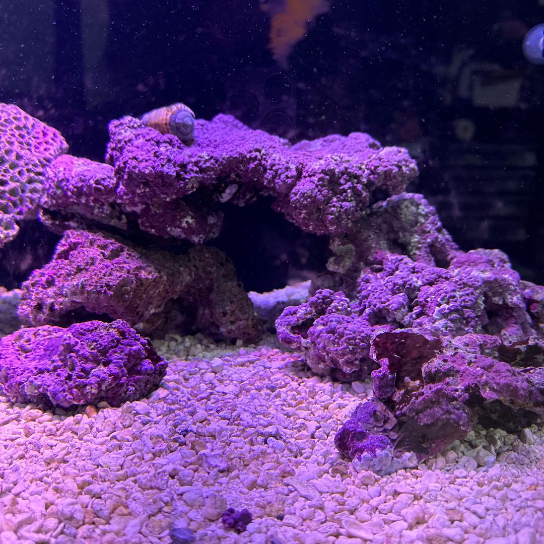 ライブロック　11kg