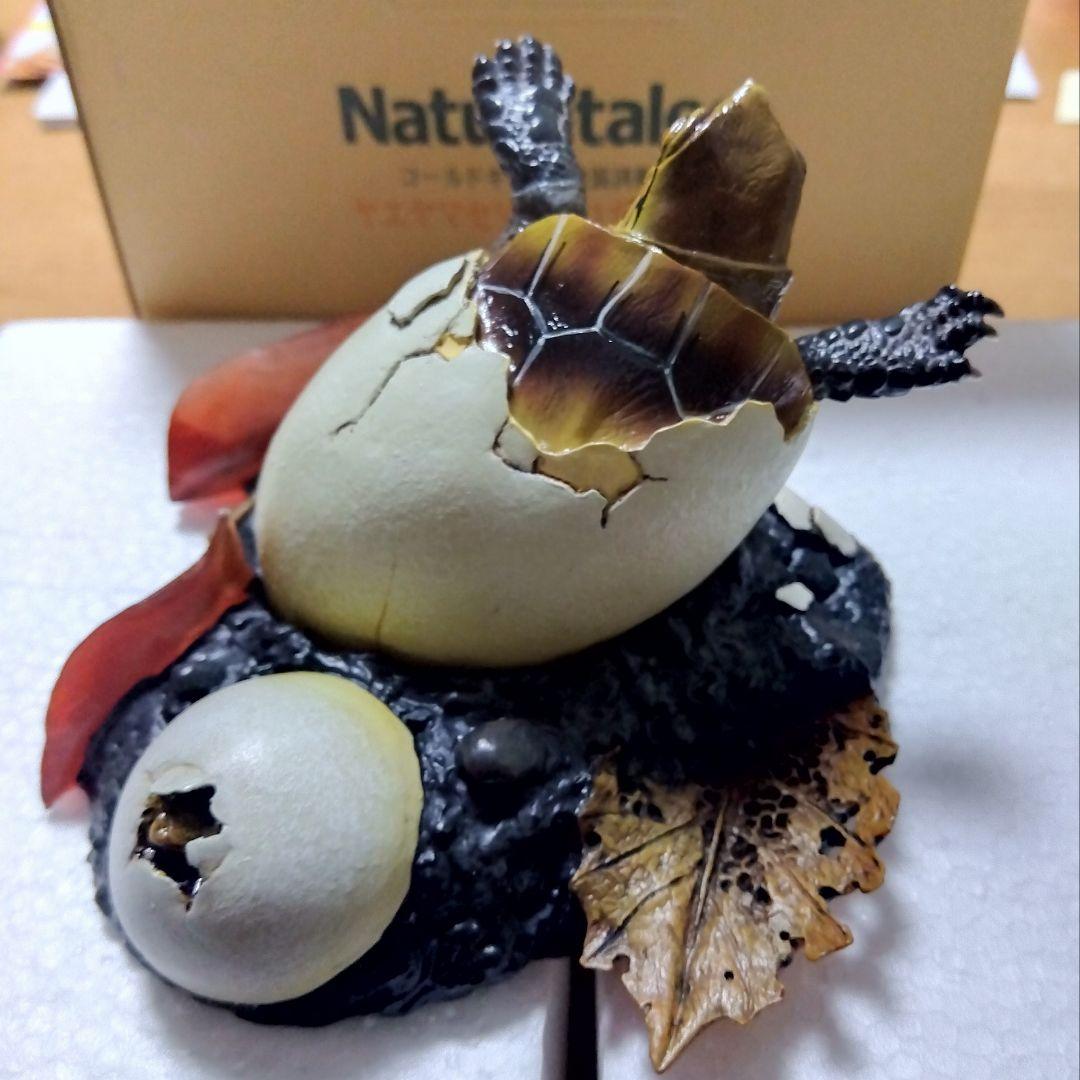 Naturetales セマルハコガメ　幼体フィギュア