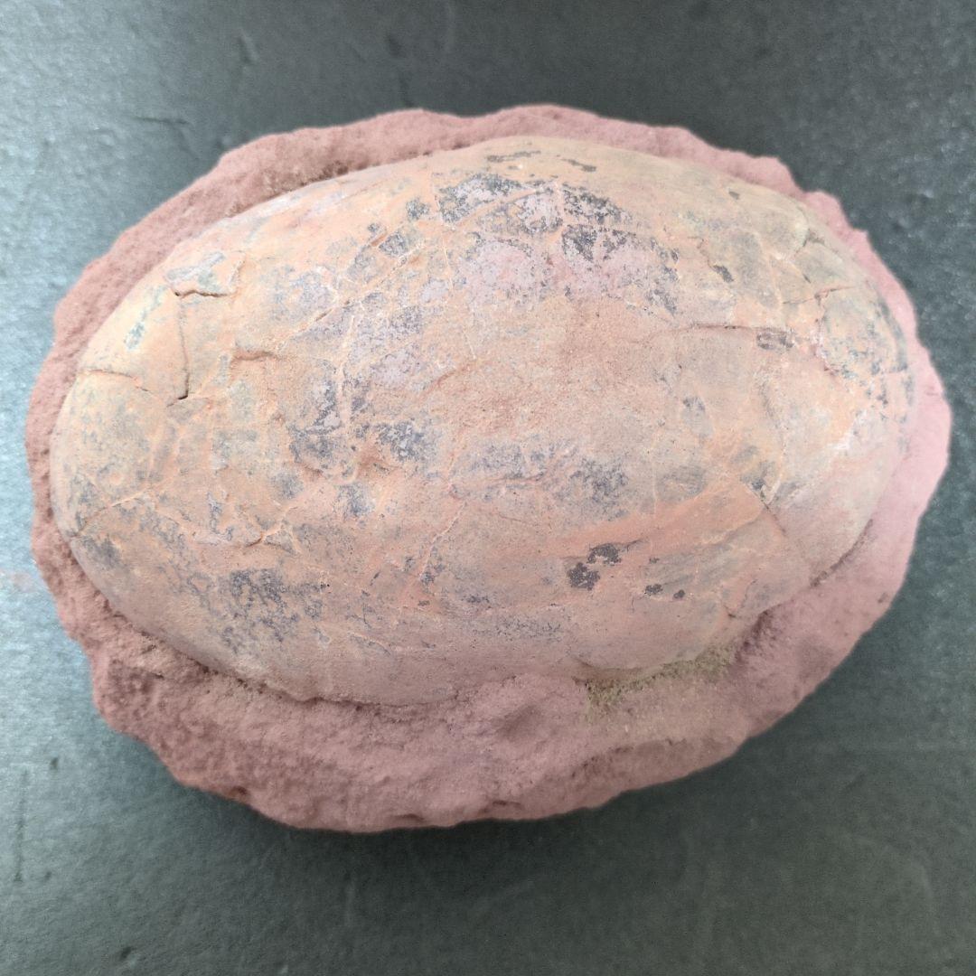 (貴重)　恐竜ハドロサウルスの卵化石　中国　補修あり