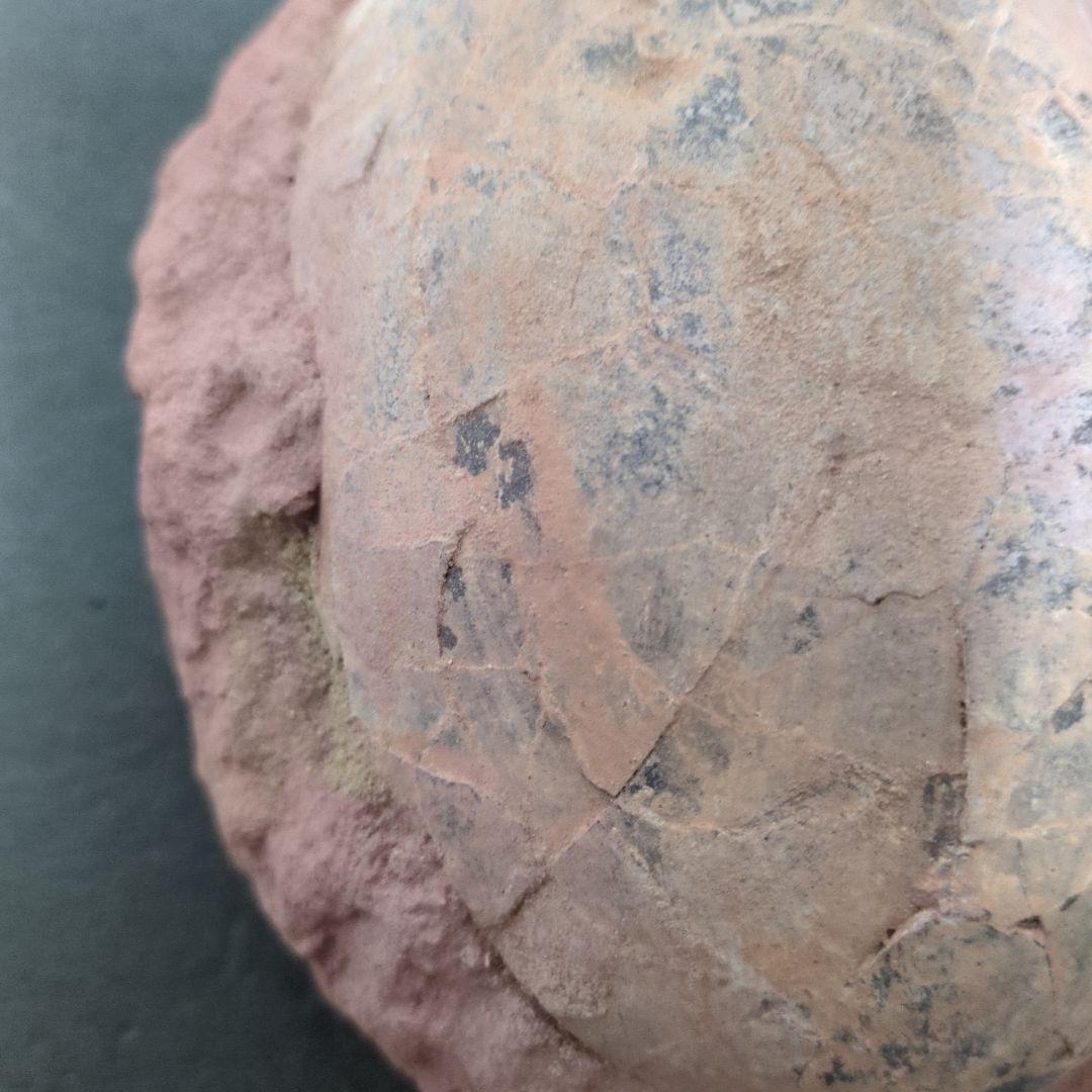 (貴重)　恐竜ハドロサウルスの卵化石　中国　補修あり