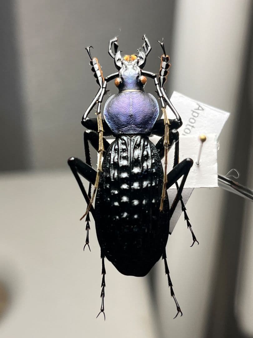 【38mm】アロウトゲオサムシ エリスカブリモドキ オサムシ標本 オサムシ