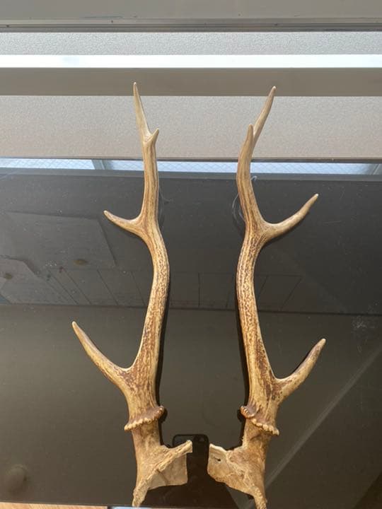 刀など、飾り用鹿の角