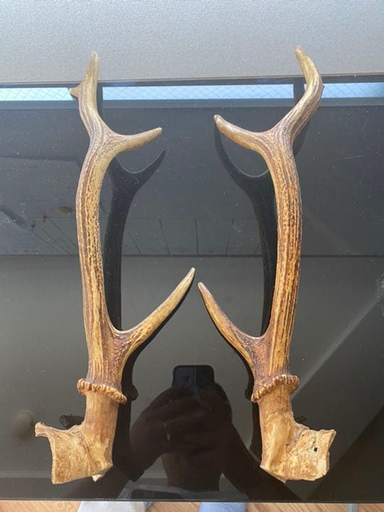刀など、飾り用鹿の角