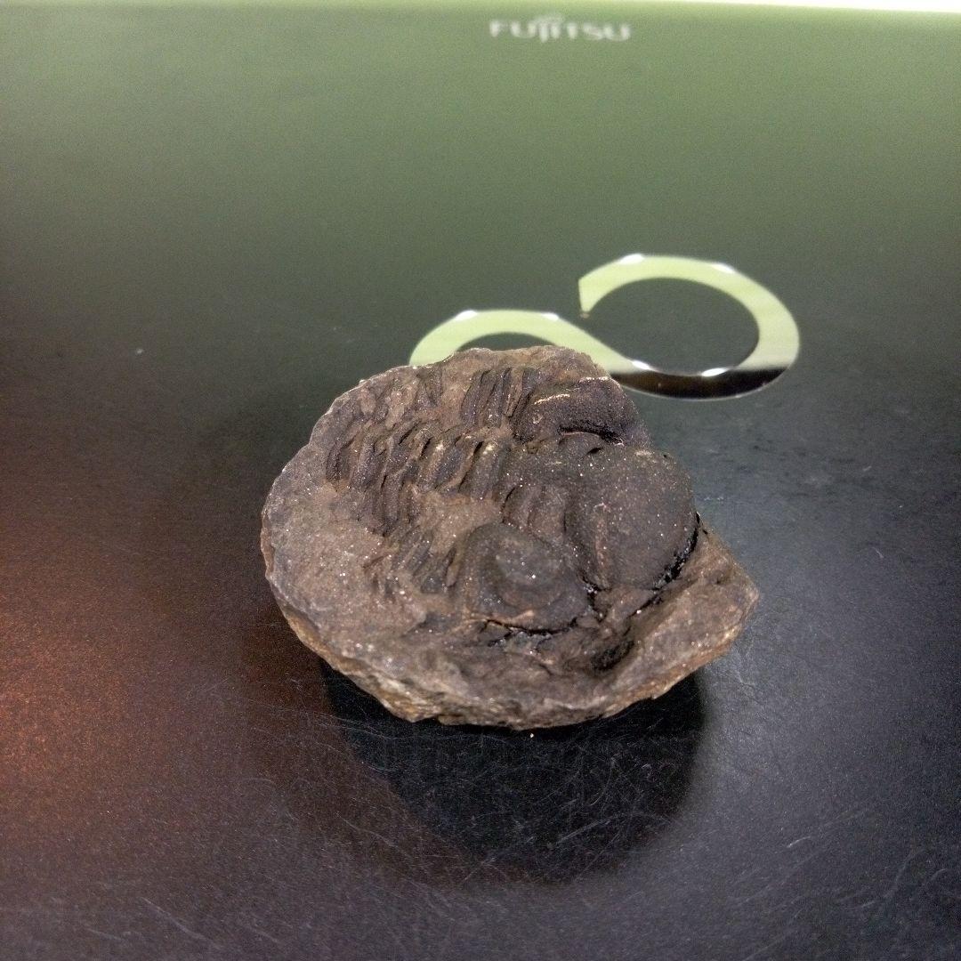 三葉虫　化石　fossil　ボリビア　trilobite　海生動物　三葉虫識別⑥