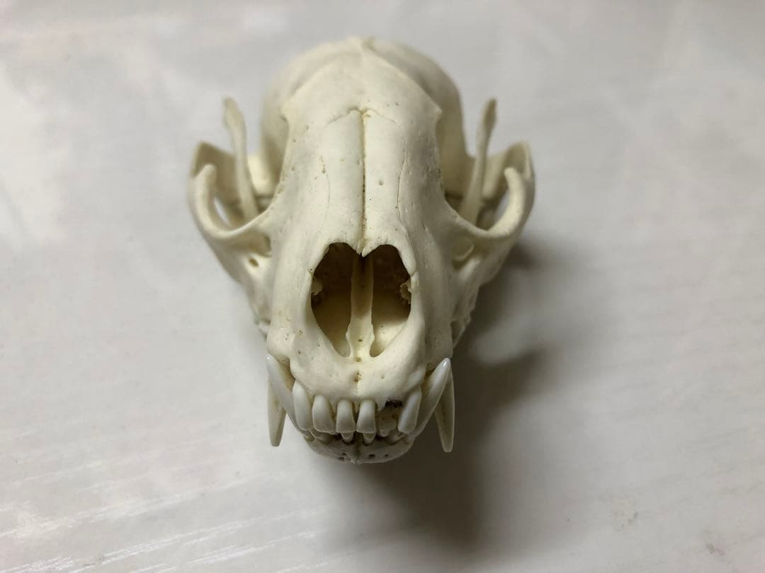 アライグマの頭骨