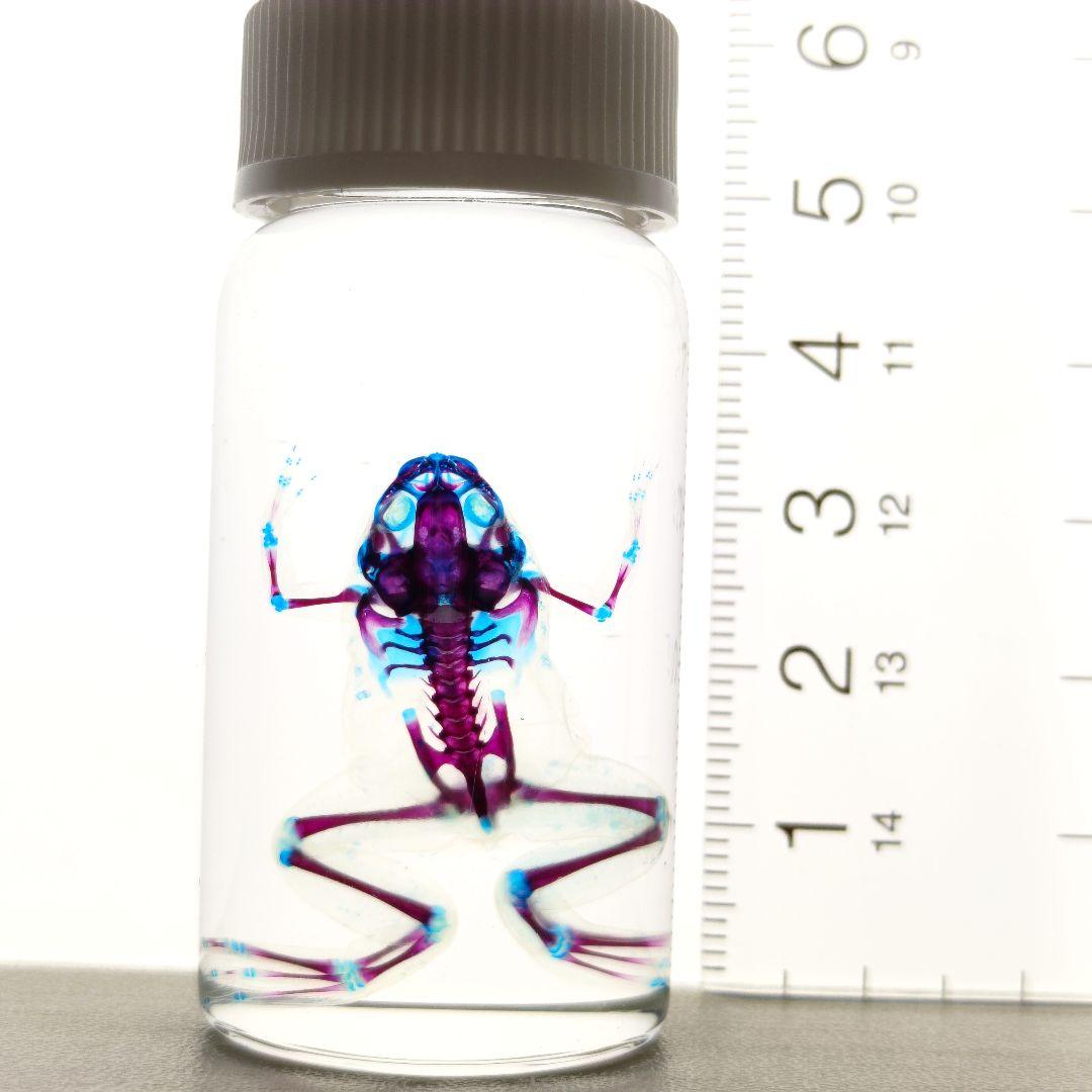 【1点物】極美品☆アフリカツメガエル 透明標本 コレクション品