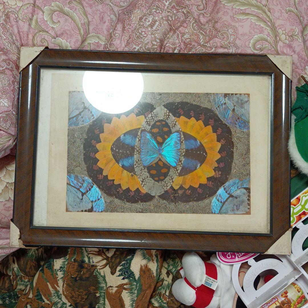 蝶の羽根　羽根絵　額縁付き