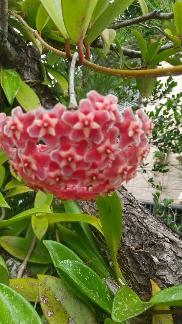 【志野焼】酒器