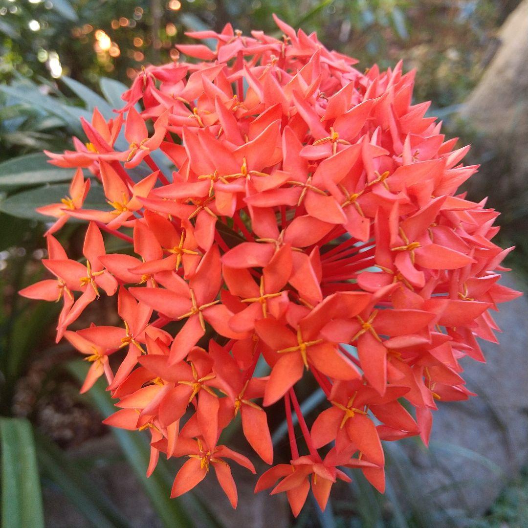 【志野焼】酒器