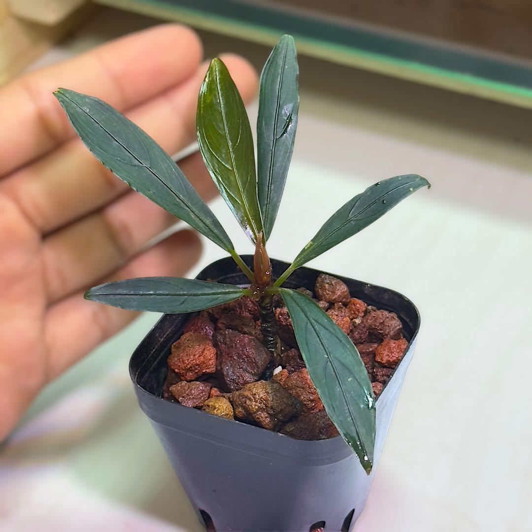 ひ*ろ様 ブセファランドラ Bucephalandra keris レアブセ