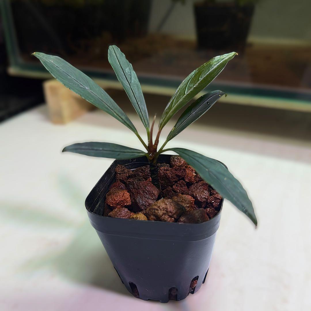 ひ*ろ様 ブセファランドラ Bucephalandra keris レアブセ