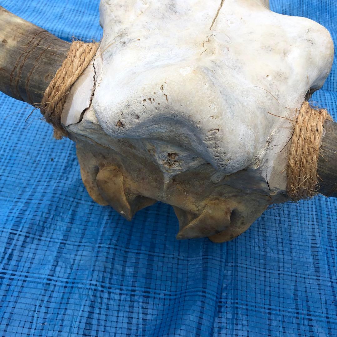 バッファロースカルヘッド、頭蓋骨、本物。