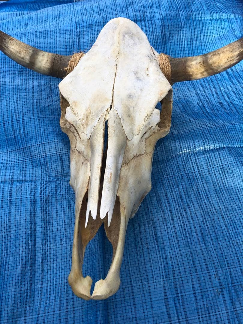 バッファロースカルヘッド、頭蓋骨、本物。