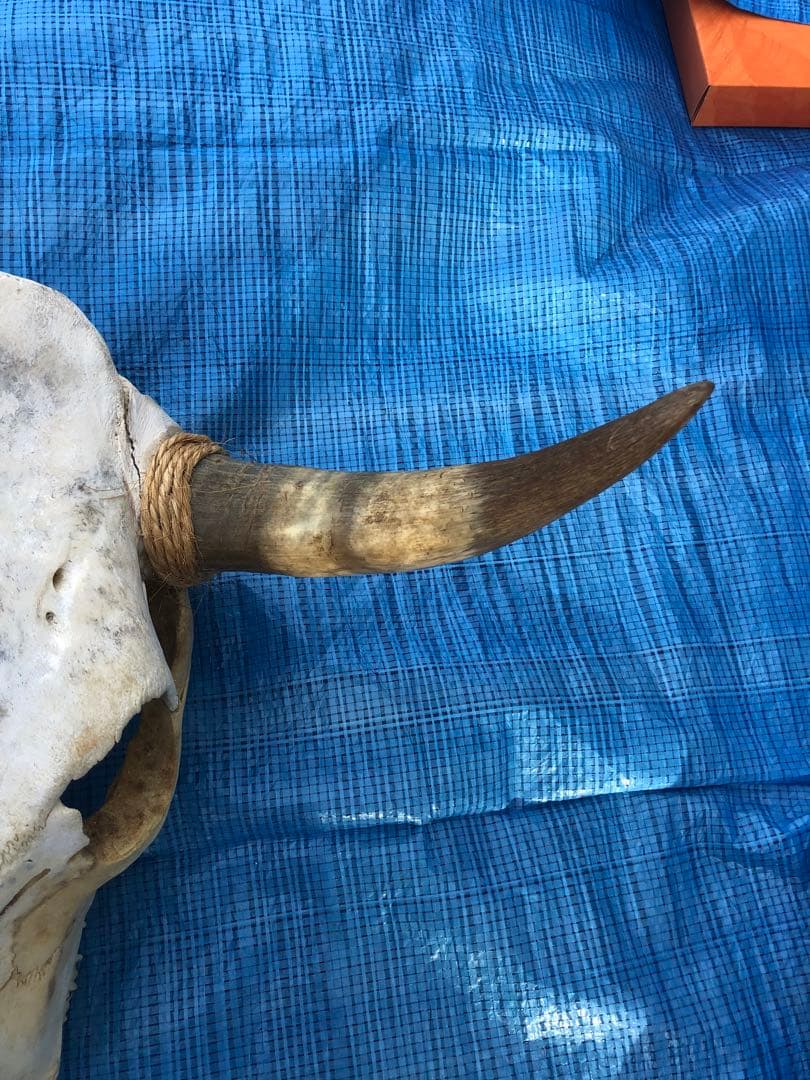 バッファロースカルヘッド、頭蓋骨、本物。