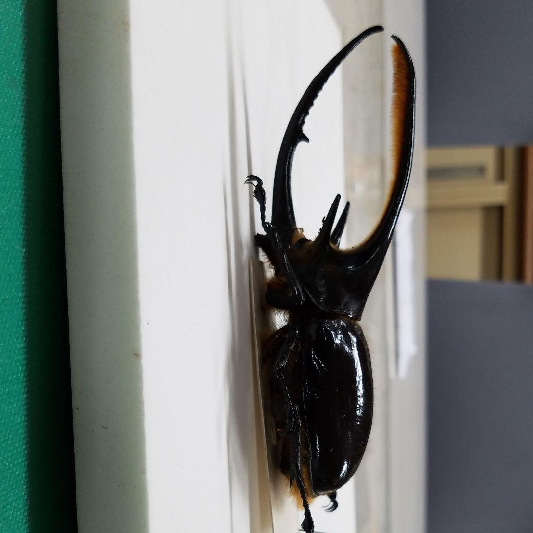 コレクションシリーズネプチューン