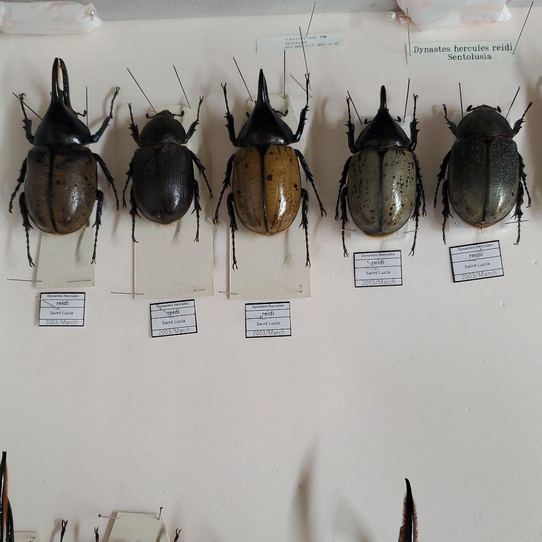 コレクションシリーズネプチューン