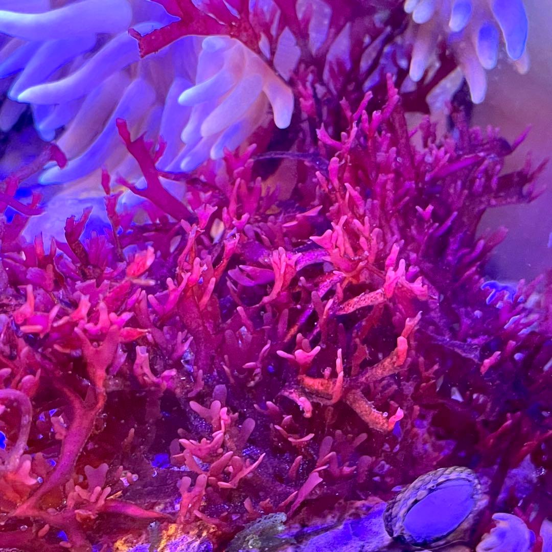 【匿名・宅急便】　12/14まで　赤色海藻　セット　紅藻　+褐藻+緑藻 海藻