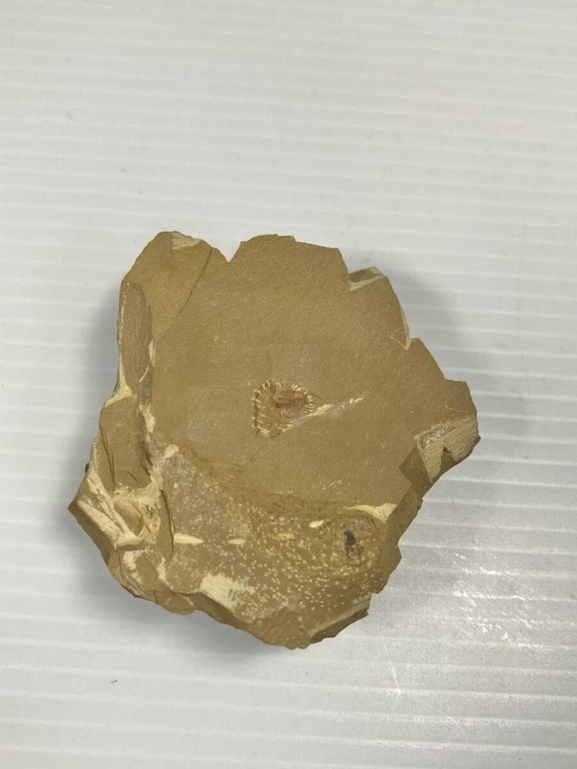 カンブリア紀 ナラオイア スピノーサ（Naraoia spinosa）