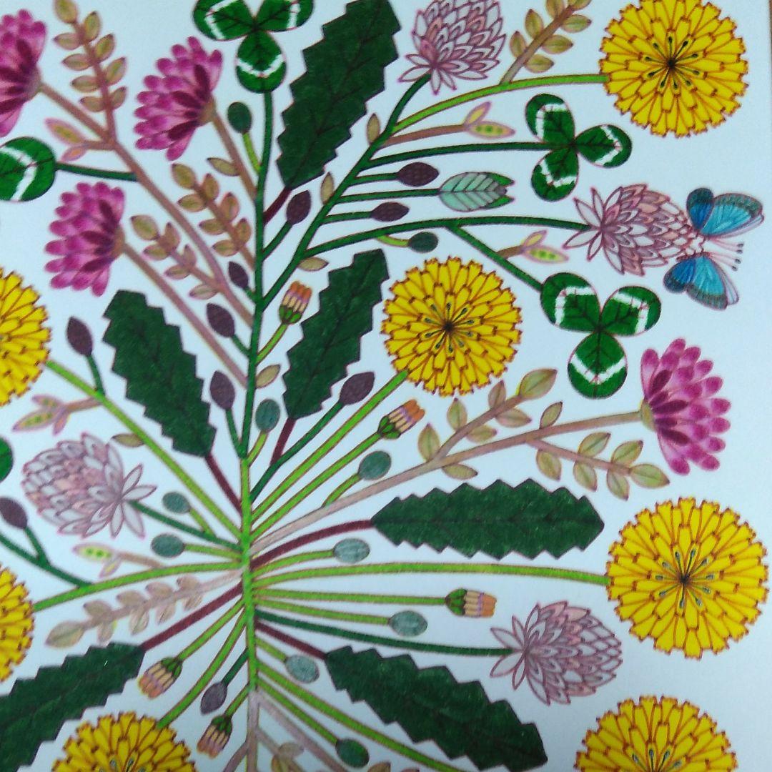 植物画たんぽぽ＊シロツメクサ＊アカツメクサ