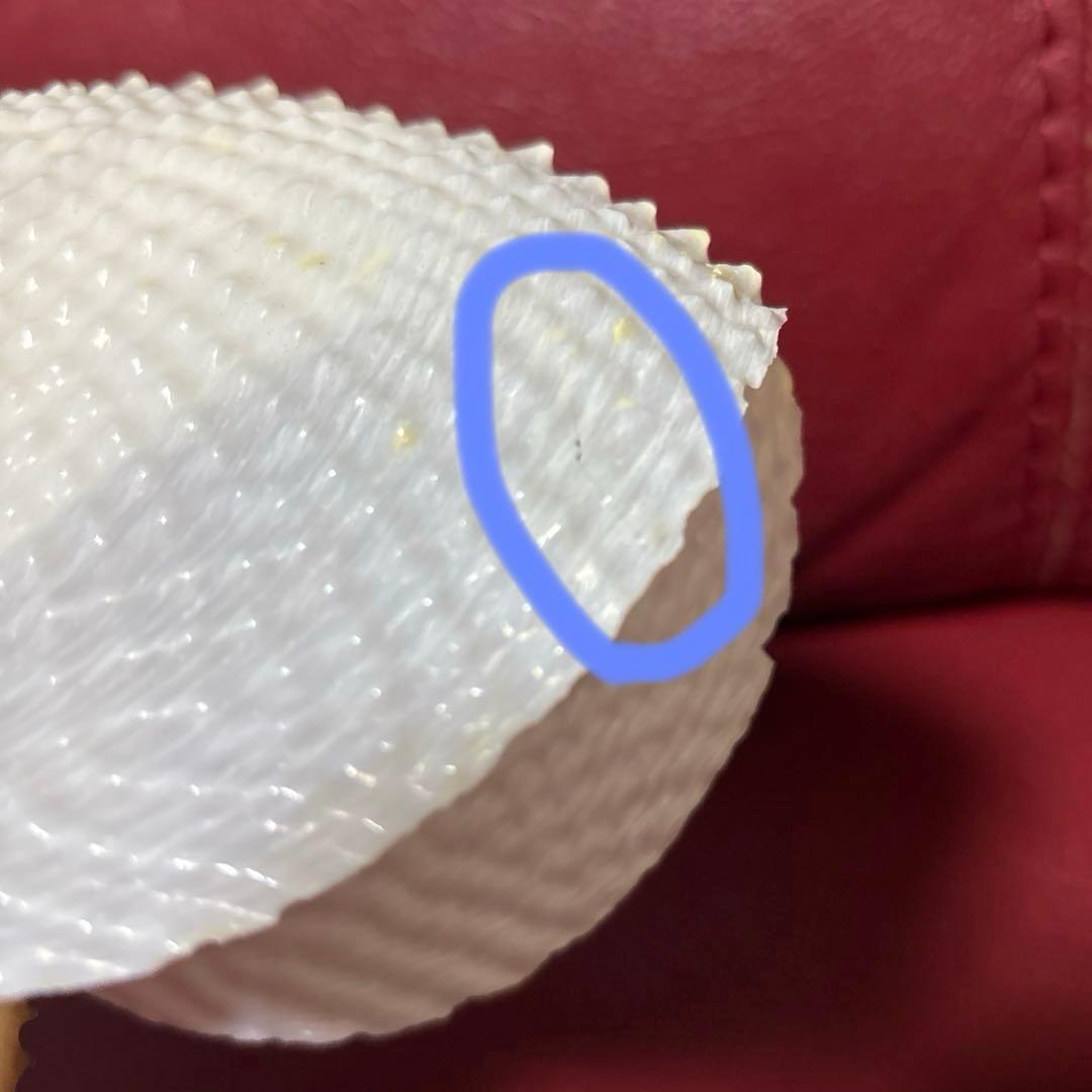 (希少)チリメンアオイガイ　貝　オーストラリア産