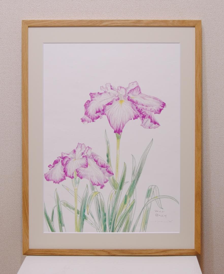 中島千波　花の写生１２葉　絵画　 12枚セット　求龍堂