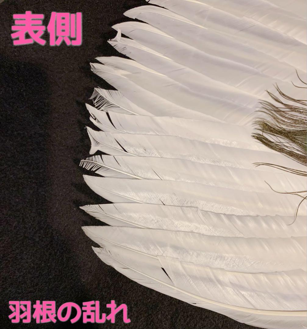 ✧︎中国お土産シリーズ✧︎ネコさん注意✧︎三国志、歴史好きな方に 諸葛亮 孔明扇③
