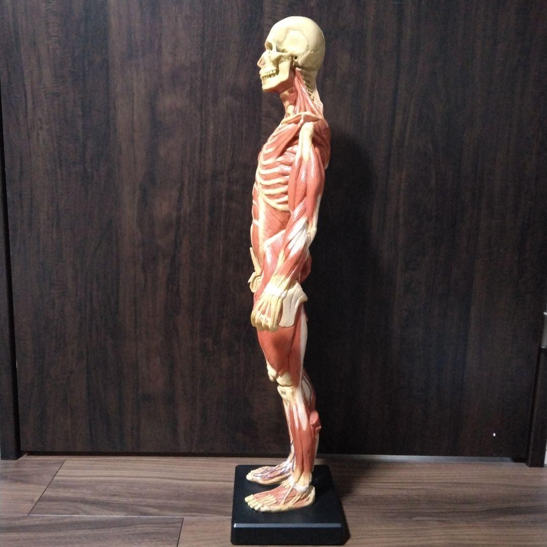 ANATOMY　MALE 　人体模型 Anatomy Tools