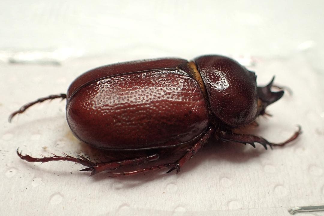 ミニコラヒナカブト？