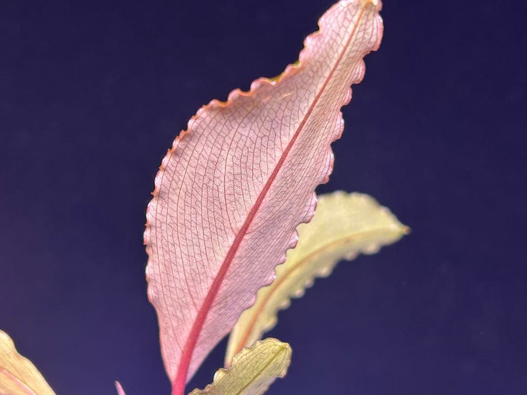 ブセ sp.Deep Purple from Kapuas【AZ1011-XX】