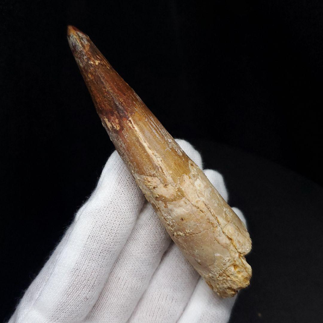 美品 スピノサウルス 本物 モロッコ産 96.73mm  sp433