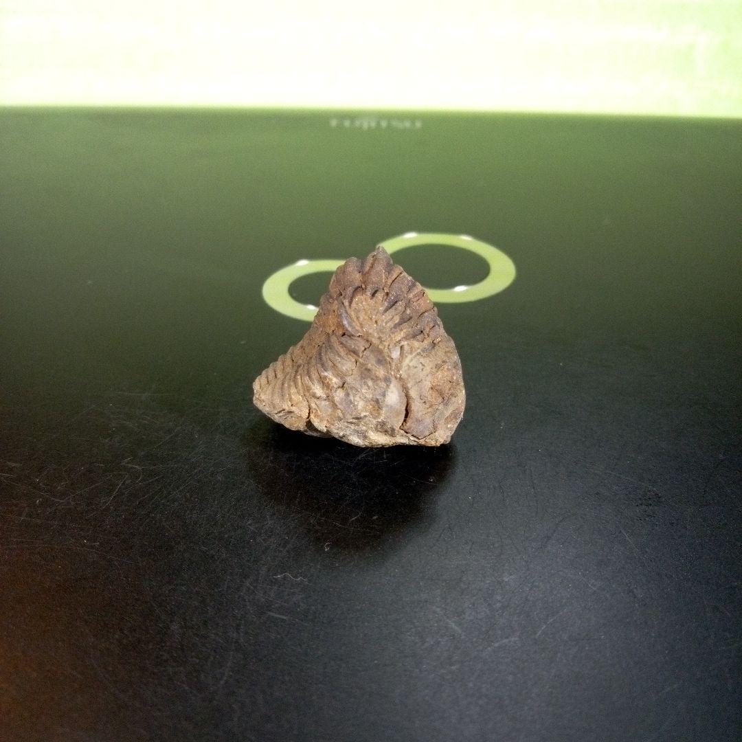 三葉虫　化石　ボリビア産　南アメリカ　trilobite　Bolivia三葉虫②