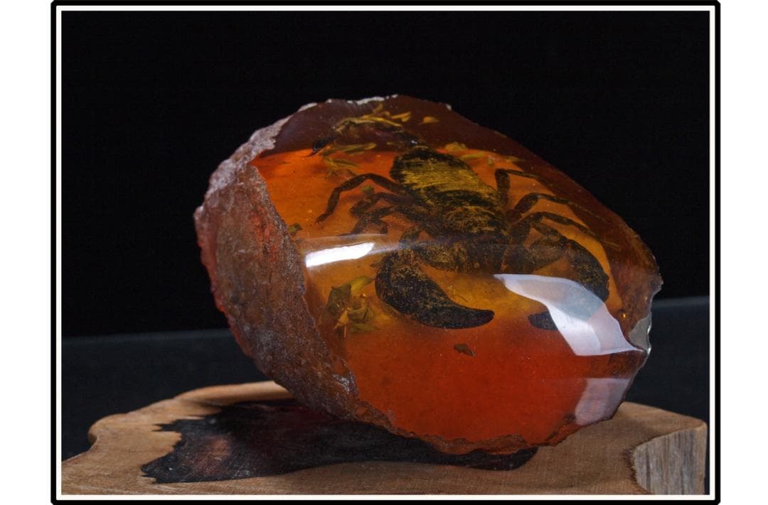 旧家初心だし　中国時代の化石　天然琥珀サソリ※骨董品 DE1663D4-2