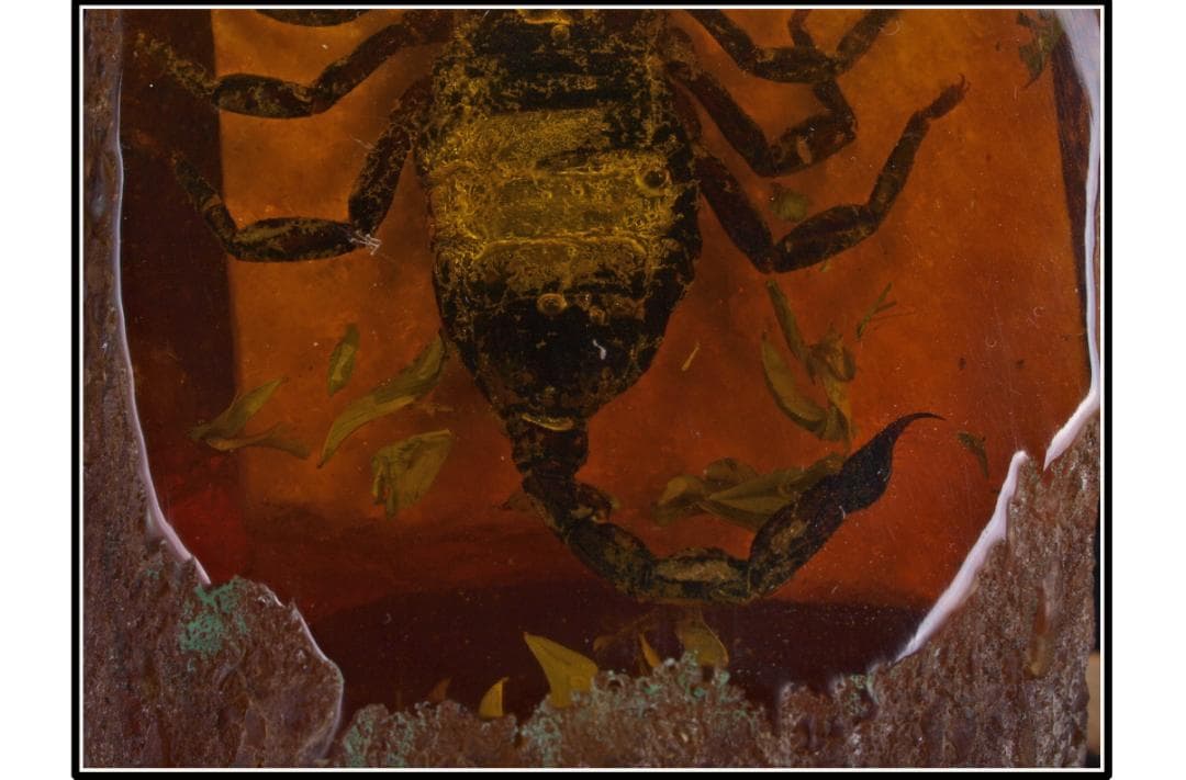 旧家初心だし　中国時代の化石　天然琥珀サソリ※骨董品 DE1663D4-2