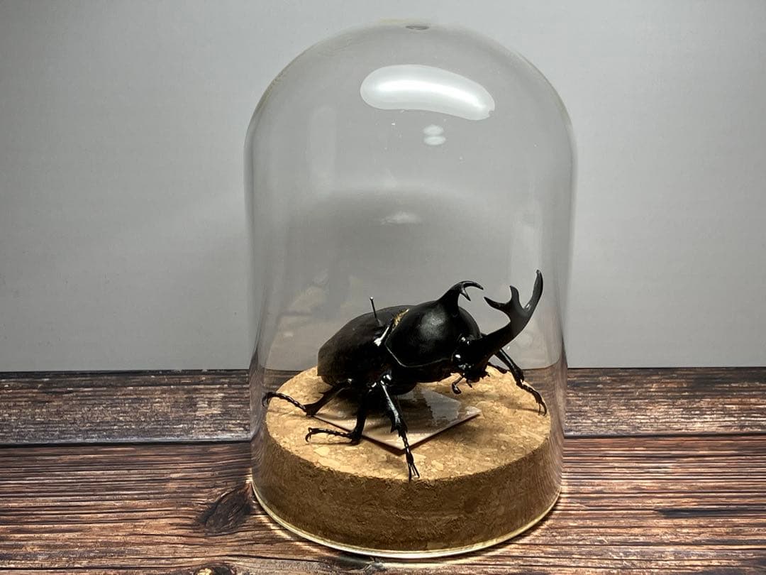 【Glass Beetleヤマトカブトムシ標本 GB-007】