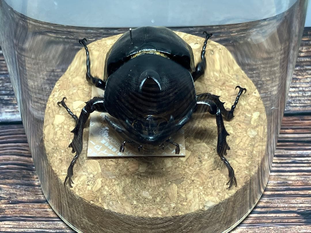 【Glass Beetleヤマトカブトムシ標本 GB-007】