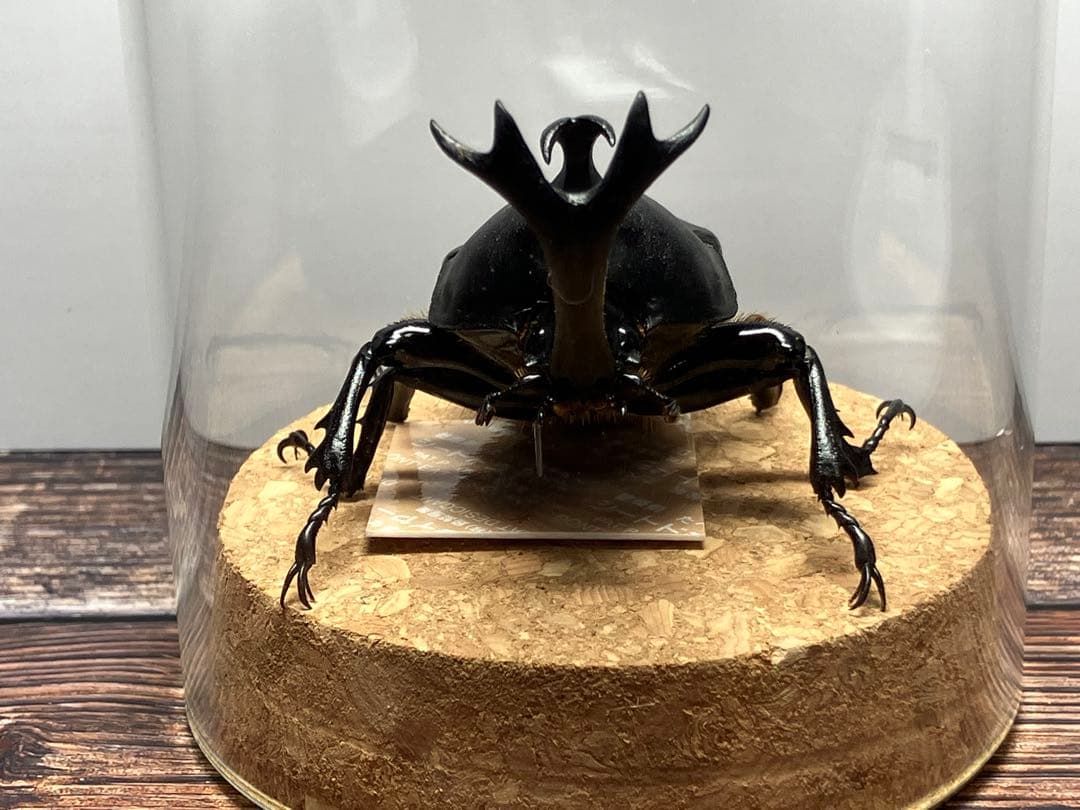 【Glass Beetleヤマトカブトムシ標本 GB-007】