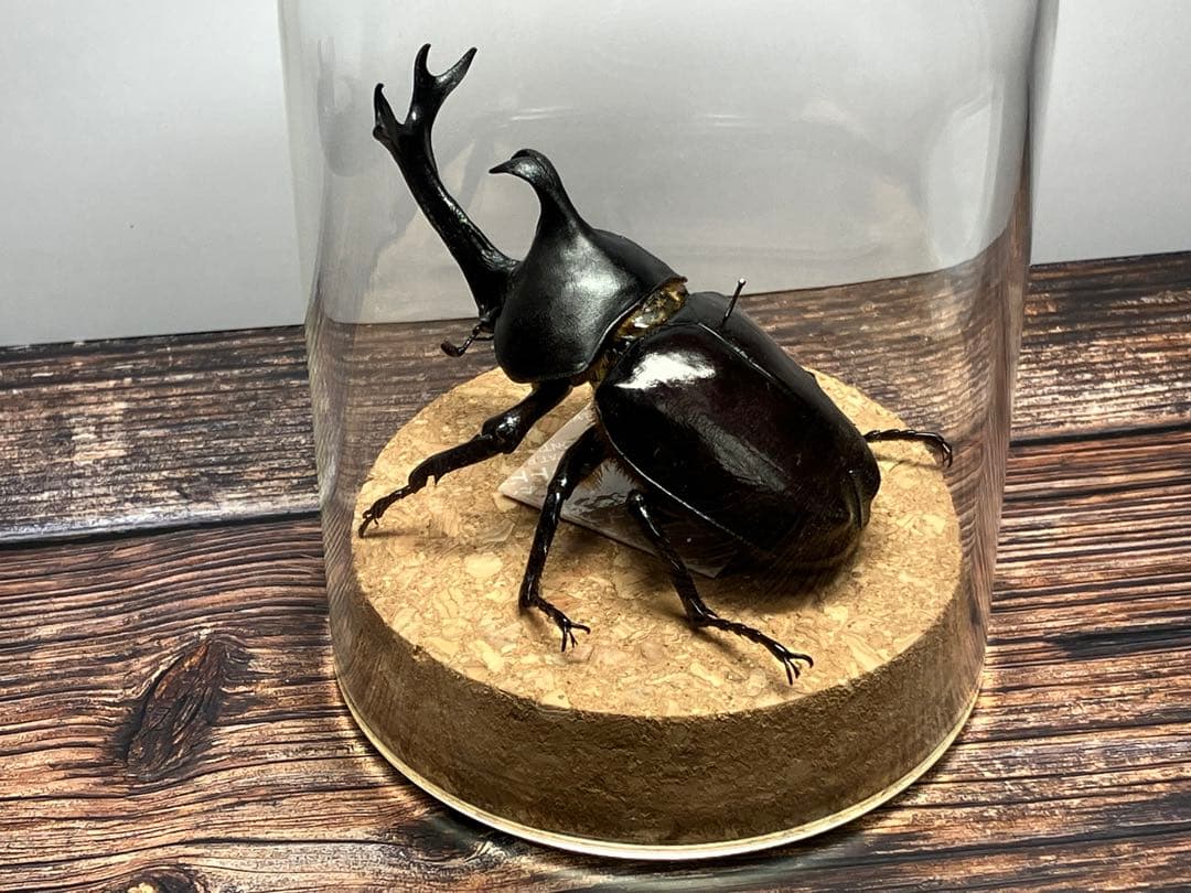 【Glass Beetleヤマトカブトムシ標本 GB-007】