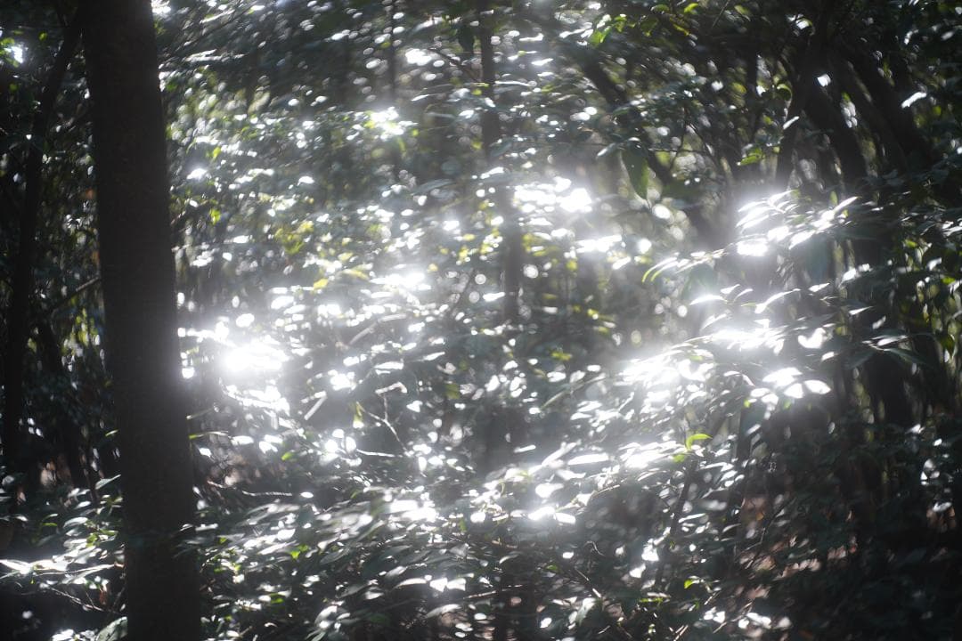 アンジェニュー50ｍｍｆ2.9　Ｚ５　Ｌ39