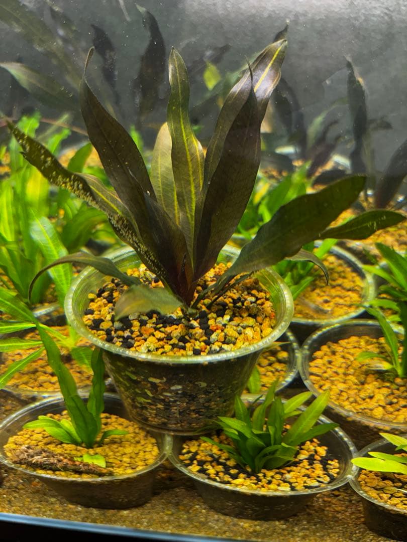 エキノドルス　ホレマニー　スーパーレッド